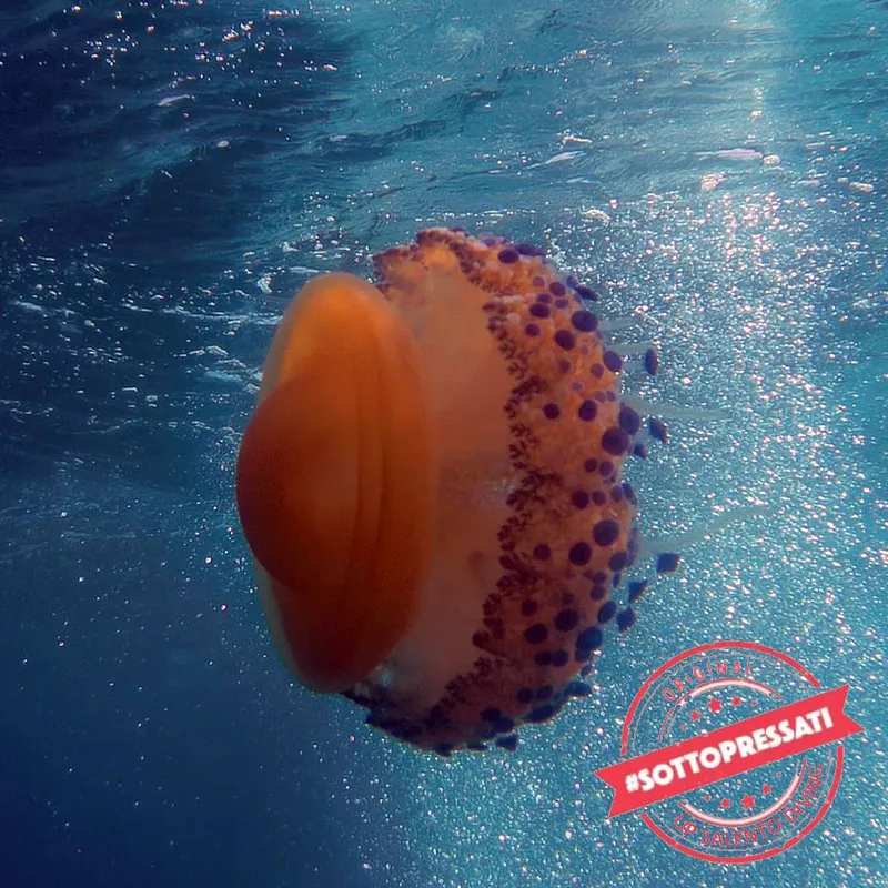 Nudibranche orange et violette sur le fond marin bleu clair