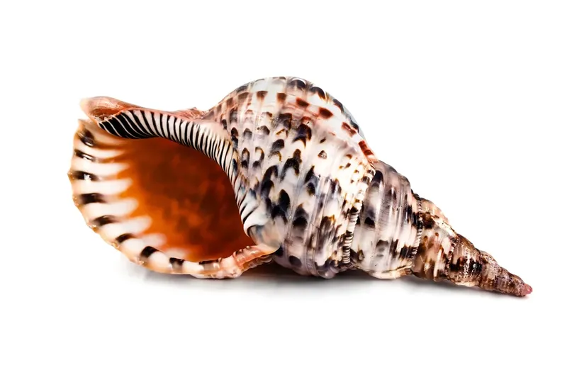Coquillage marine tacheté de noir et blanc sur fond blanc