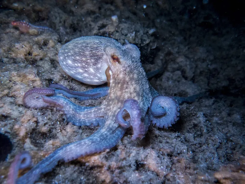 Pieuvre posée sur un rocher sous-marin, couleurs bleutées et textures détaillées