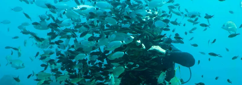 Banc de poissons argentés entourant un plongeur sous l'eau