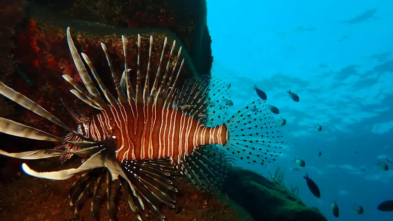 Poisson-lion rayé nageant près d'un récifal corallien en milieu marin