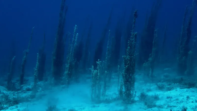 Épaves sous-marines, structures métalliques, fond marin sablonneux, lumière bleutée