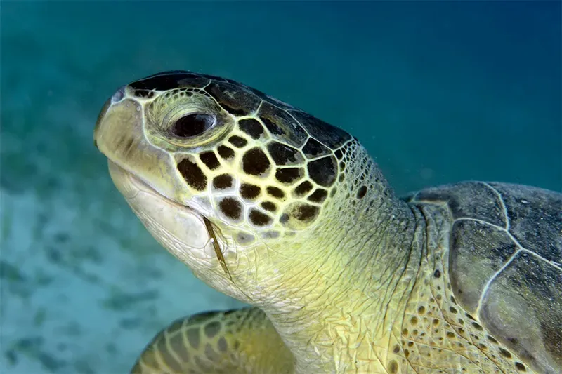 Tortue marine nageant paisiblement dans une eau claire et turquoise