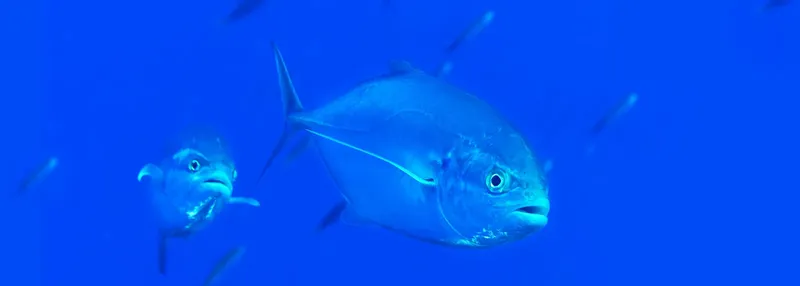 Deux carangues évoluent dans l'eau bleue, regardant vers l'avant