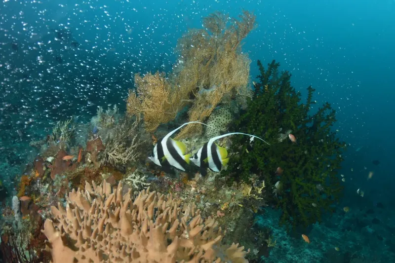 Coraux colorés et poissons tropicaux dans un récif sous-marin