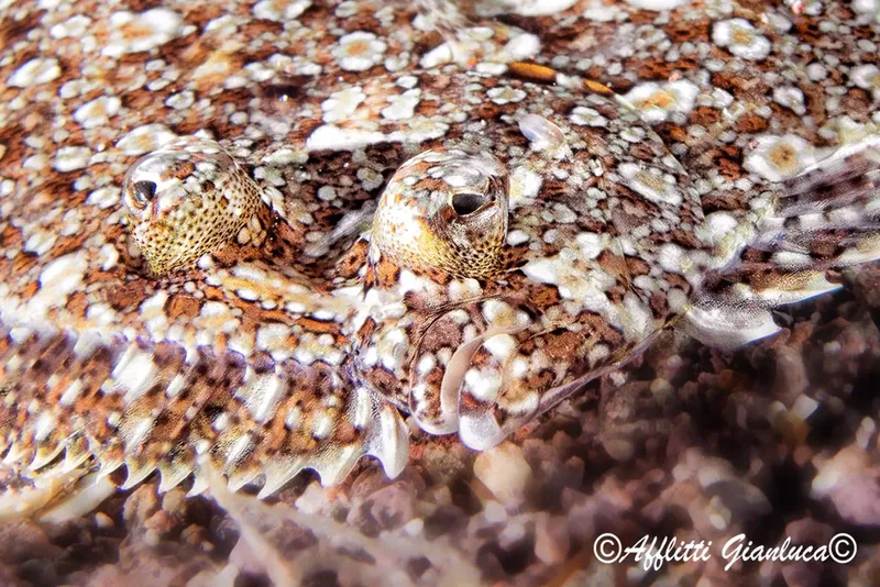 Gros plan d'une raie tachetée, camouflage, yeux, fond marin rocheux