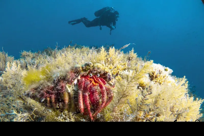 Un plongeur observe un grand crabe ermite sur un fond marin rocheux
