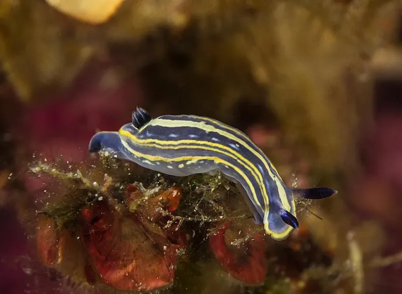 Nudibranche rayée bleue et jaune sur corail, faune marine