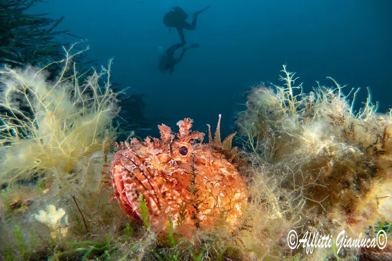 Scorpion de mer sur fond sablonneux avec plongeur en arrière-plan