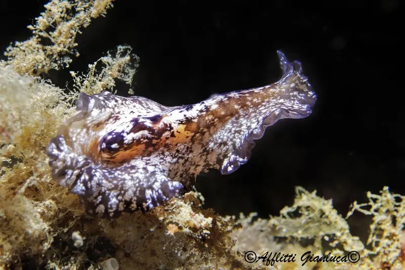 Une nudibranche colorée rampe sur un fond rocheux et corallien