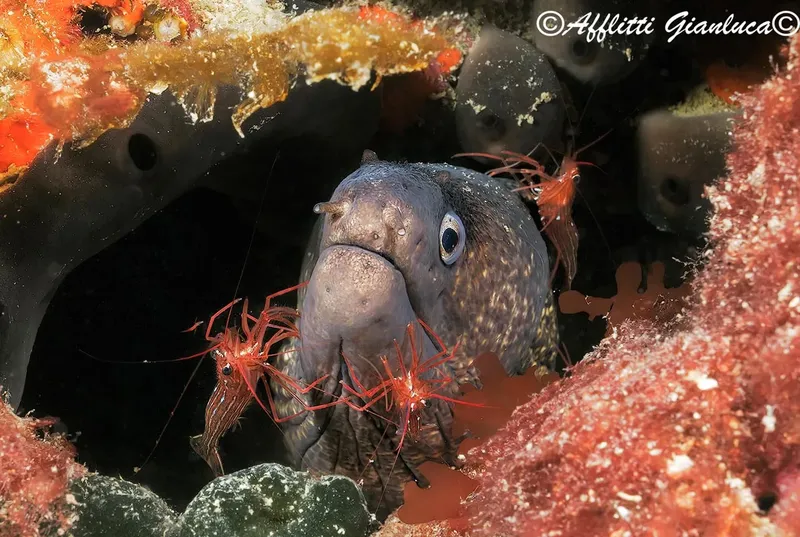 Murène observant l'appareil photo, entourée de crevettes colorées