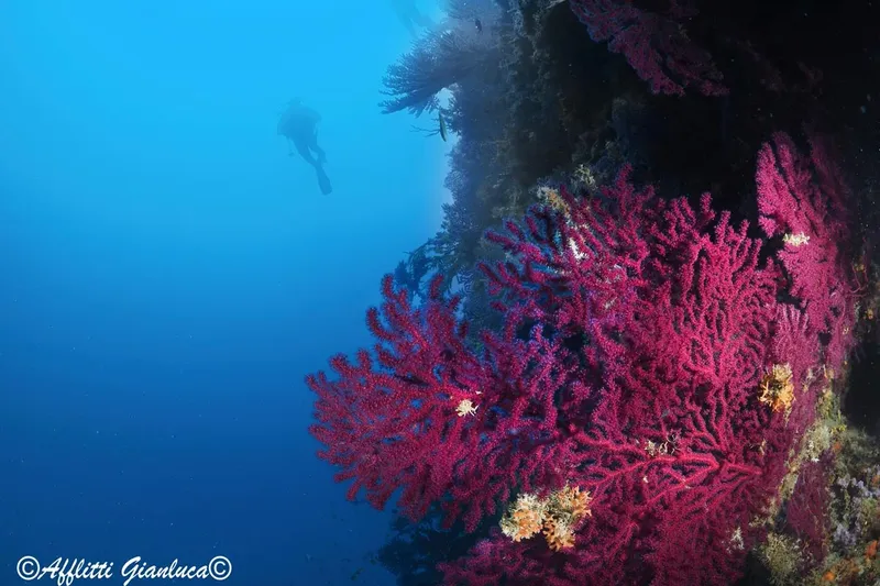 Plongeur explorant un récif corallien rouge vif en mer