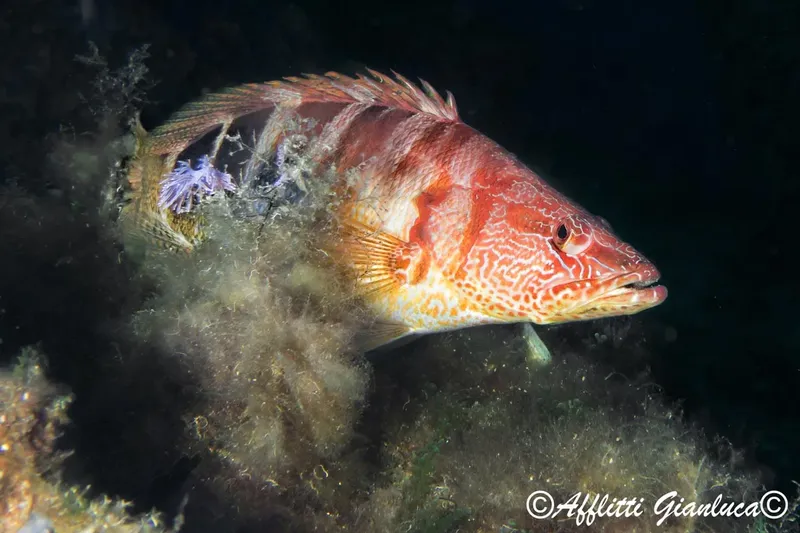 Gros plan d'un mérou rouge nageant dans une eau sombre et trouble