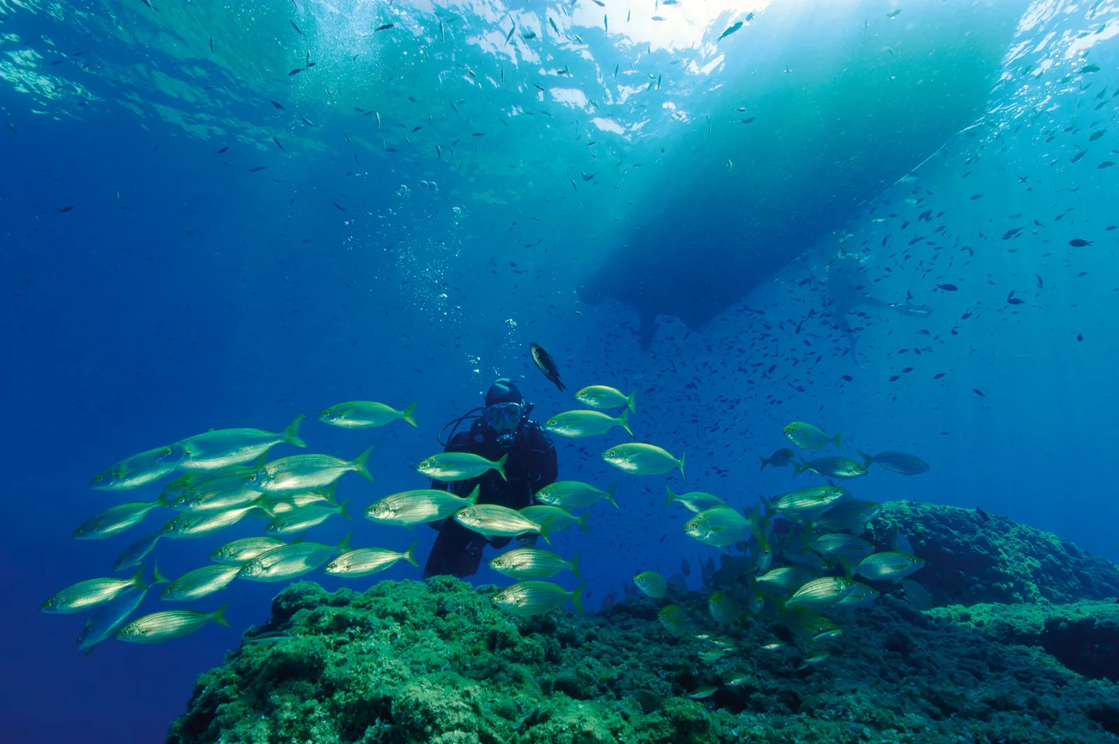 Plongeur au milieu d'un banc de poissons sous un bateau bleu