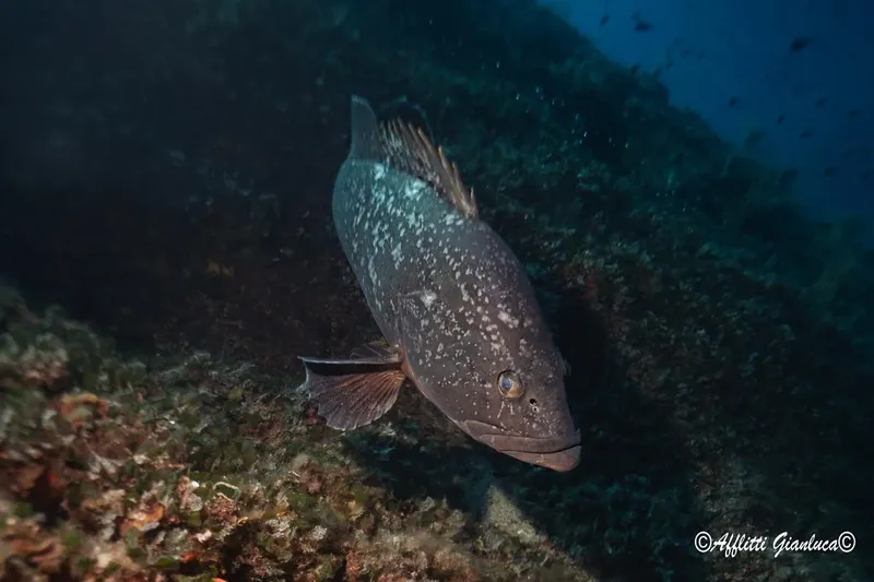 Mérou brun solitaire, posé sur un fond rocheux sous-marin éclairé