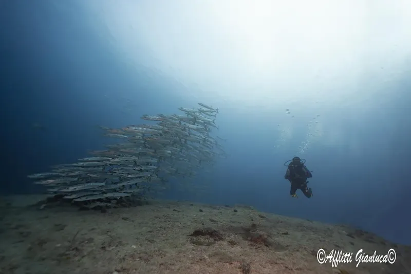 Un banc de carangues et un plongeur évoluent sous l'eau