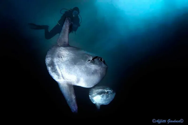 Plongeur et poisson-lune nageant dans les profondeurs bleues de l'océan