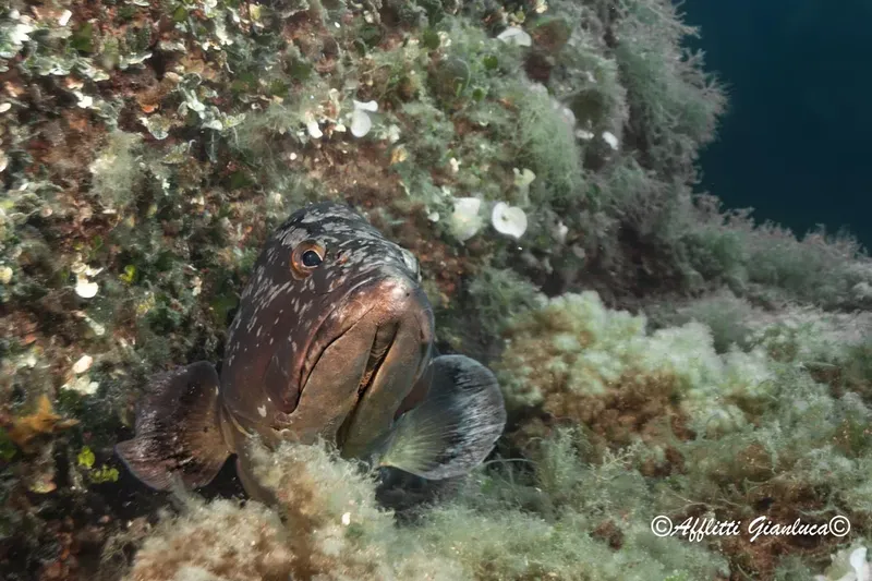 Gros poisson rocheux regardant la camera, entouré de végétation marine