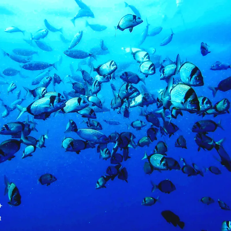 Banc de poissons argentés nageant dans une eau bleue claire