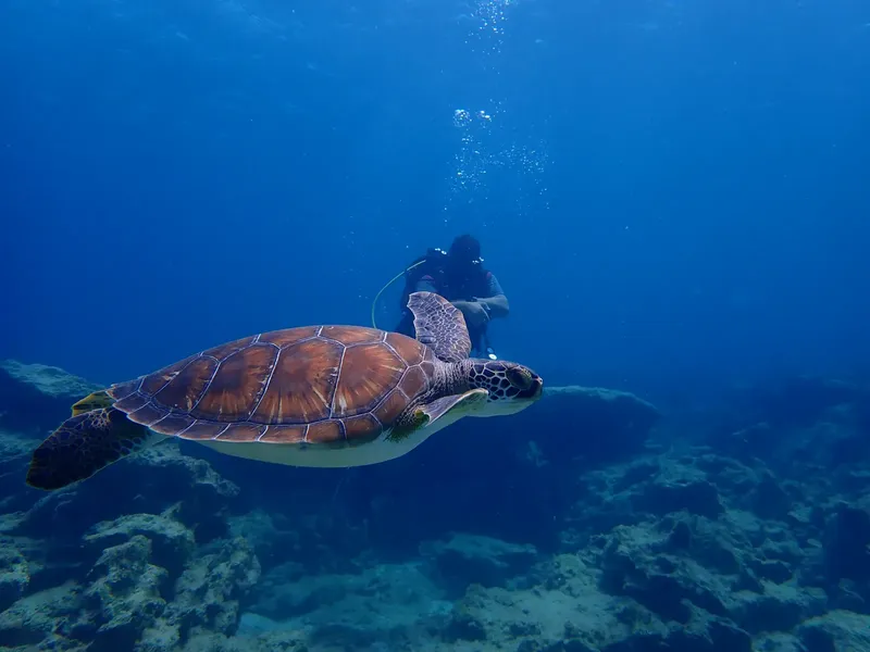 Tortue marine nageant paisiblement avec un plongeur en arrière-plan