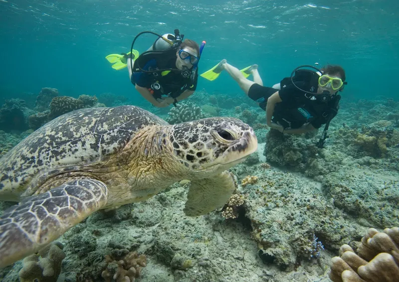 Deux plongeurs nagent avec une tortue marine au-dessus d'un récif corallien