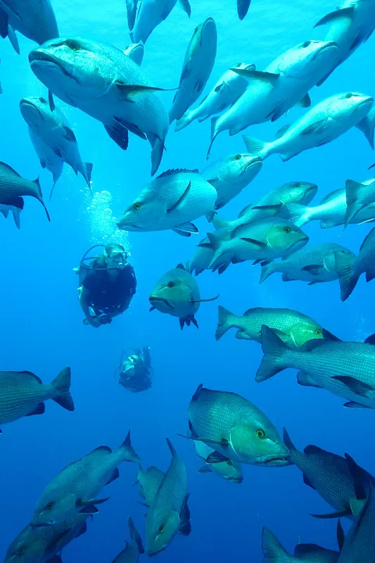 Banc de poissons tropicaux nageant autour d'un plongeur en bleu profond