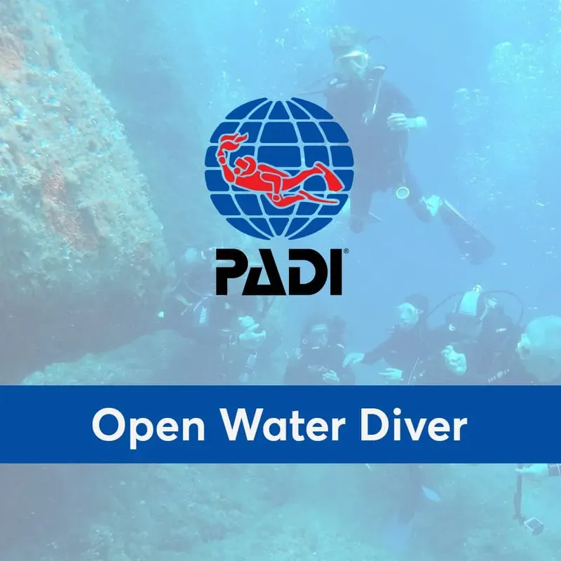 Plongeurs explorent les fonds marins avec le logo PADI et texte
