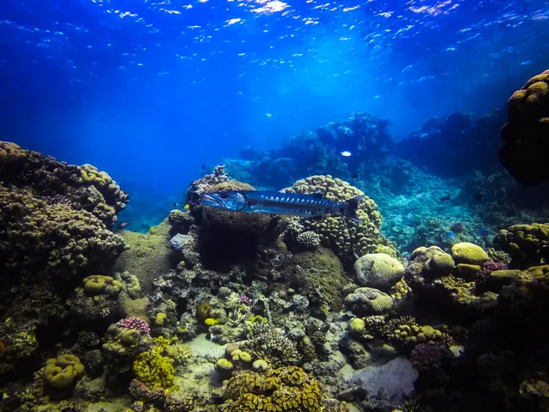 Poisson perroquet bleu et jaune sur un récif corallien coloré