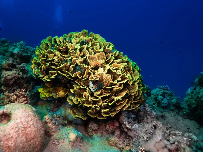 Corail cerveau massif et coloré sur fond bleu profond