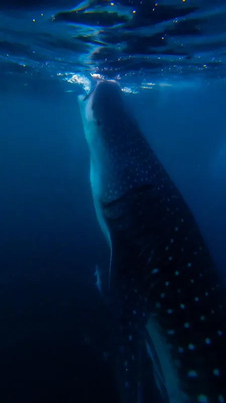Requin baleine nageant vers le haut dans l'eau bleue