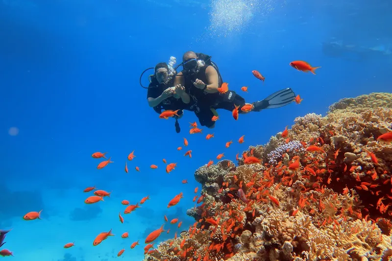 Deux plongeurs explorent un récif corallien peuplé de poissons rouges