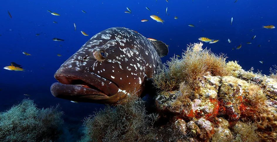 Best Spot Azores Dive Center