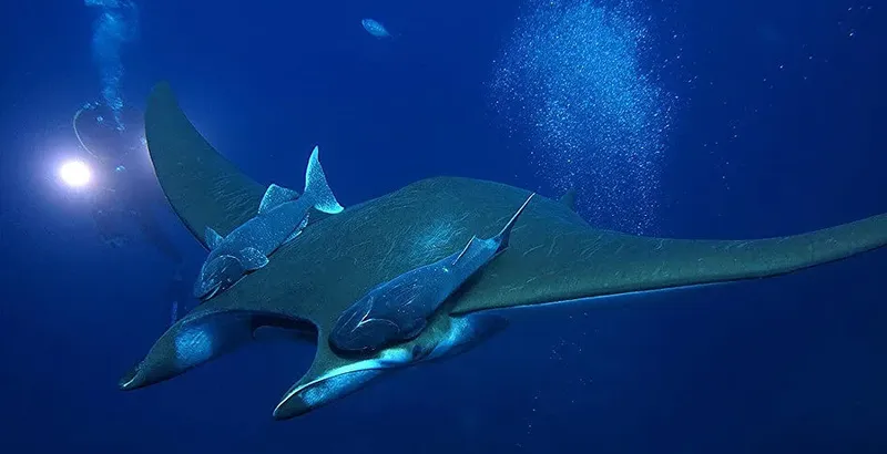 Raies manta évoluent ensemble dans les eaux bleues et lumineuses