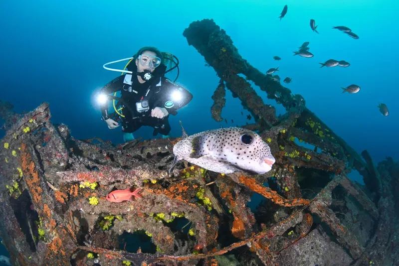 Plongeuse près d'un épave avec un poisson-ballon et des poissons
