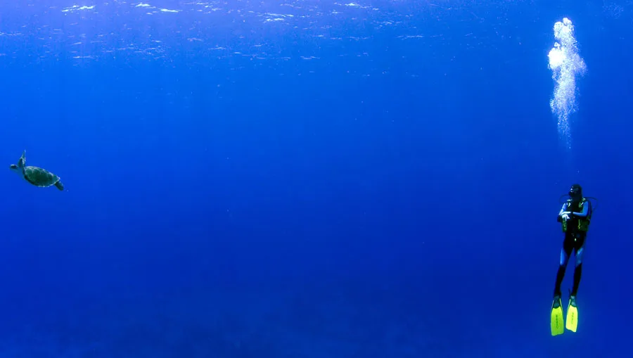 Tortue marine et plongeur évoluant dans une eau bleue profonde