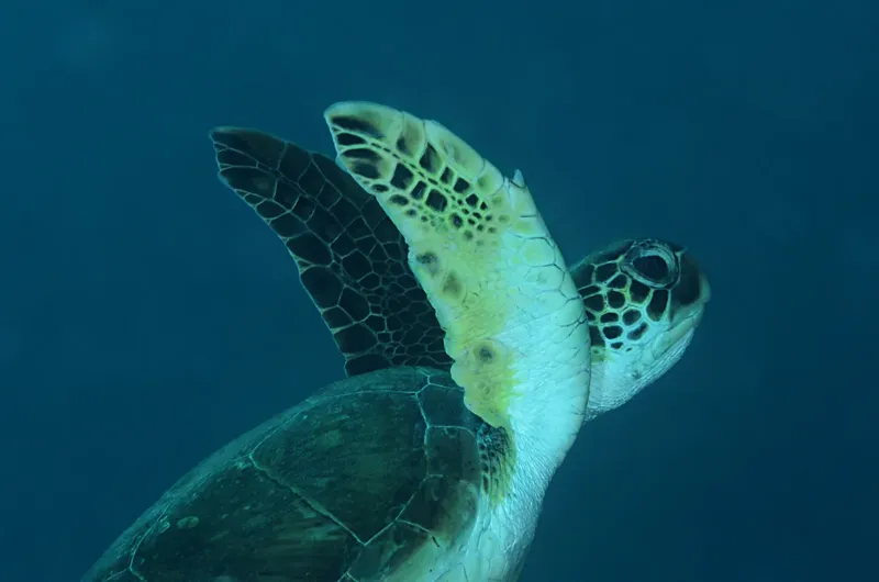 Tortue marine nageant paisiblement dans l'eau bleue, regardant vers le haut