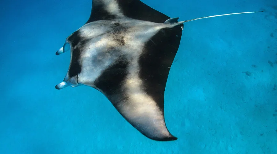 Grande raie manta nageant gracieusement dans l'eau bleue tropicale