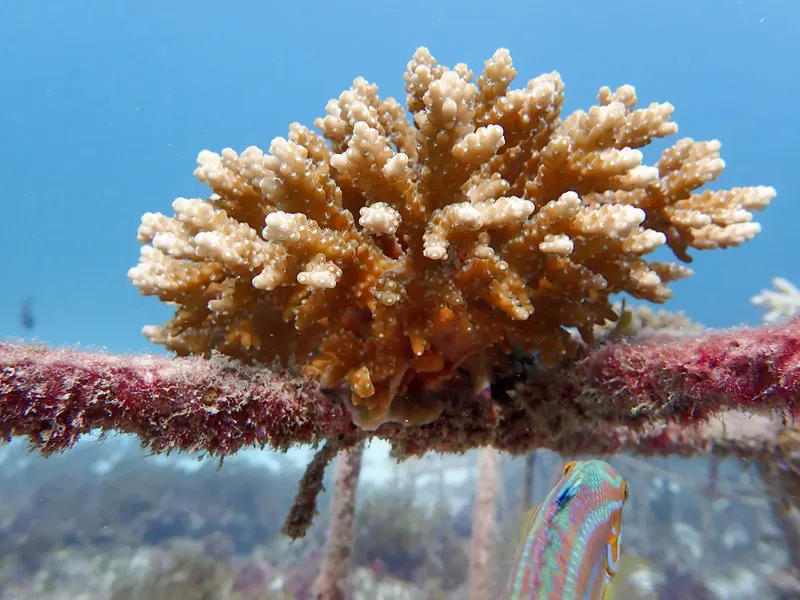 Corail branchu et petit poisson coloré dans l'eau claire