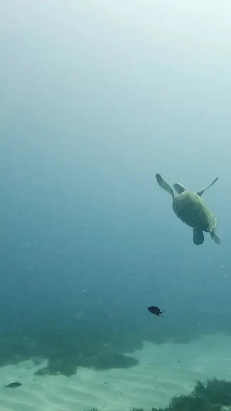 Tortue marine nageant paisiblement dans une eau claire et peu profonde