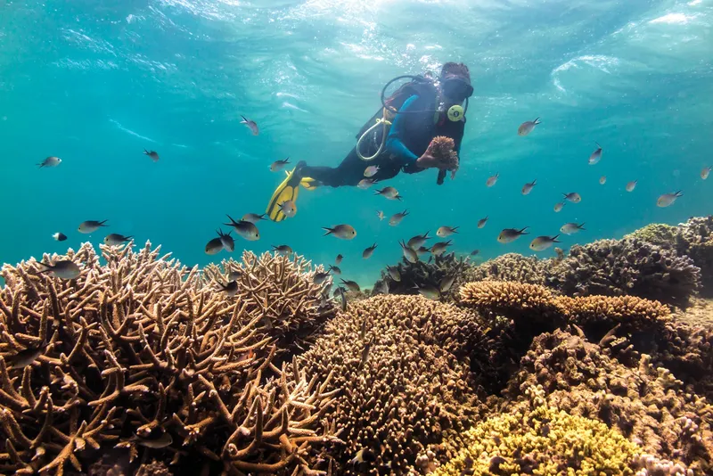 Plongeur explore un récifal corallien avec de nombreux poissons tropicaux
