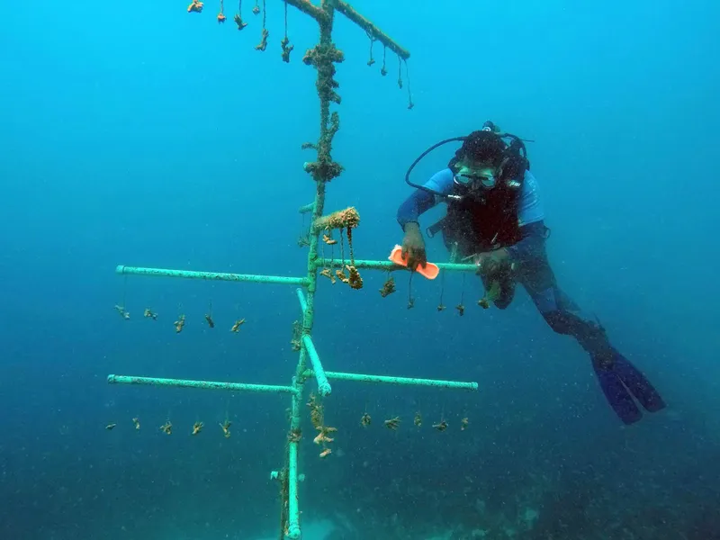 Plongeur manipule une structure métallique colonisée sous l'eau