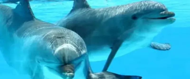 Deux dauphins nagent ensemble dans une eau turquoise claire