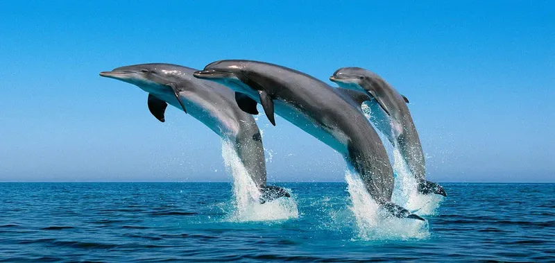 Trois dauphins gris bondissent hors de l'eau bleue et calme