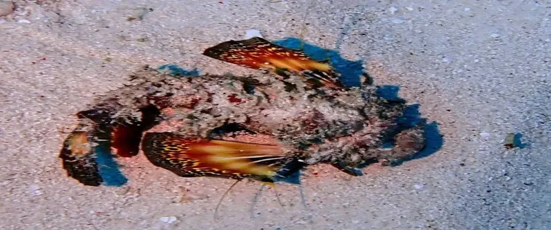 Poissons-scorpion reposant sur un fond sablonneux clair, camouflage parfait