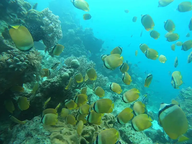 Banc de poissons papillons jaunes nageant autour de coraux bleus