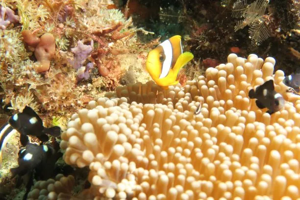 Poissons clown nageant au milieu d'une anémone de mer colorée