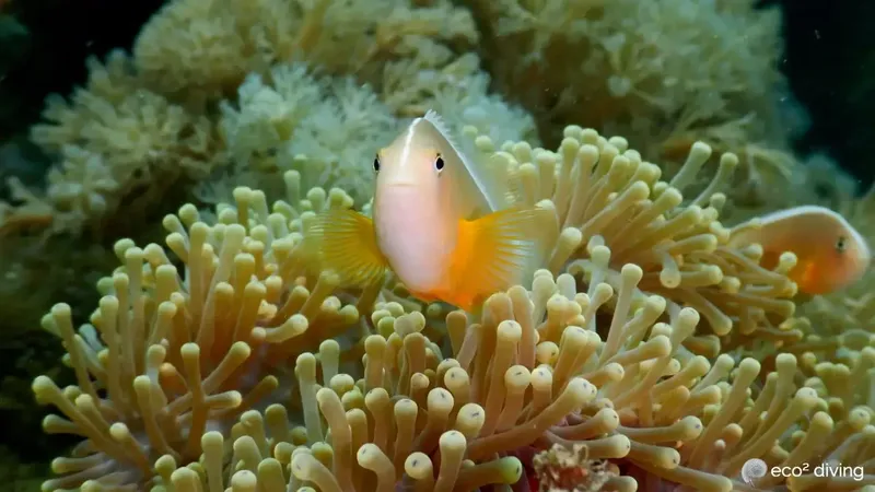 Poisson clown se cachant dans les tentacules d'une anémone de mer
