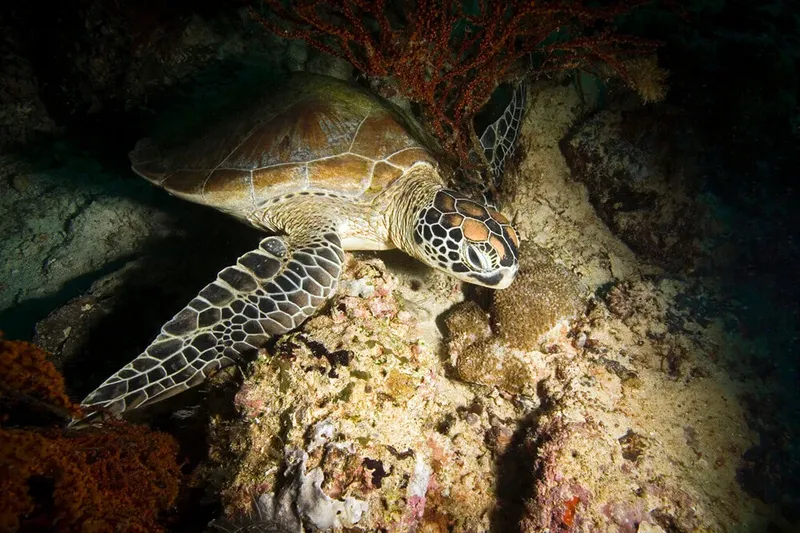 Tortue marine nageant paisiblement au milieu des coraux et des rochers