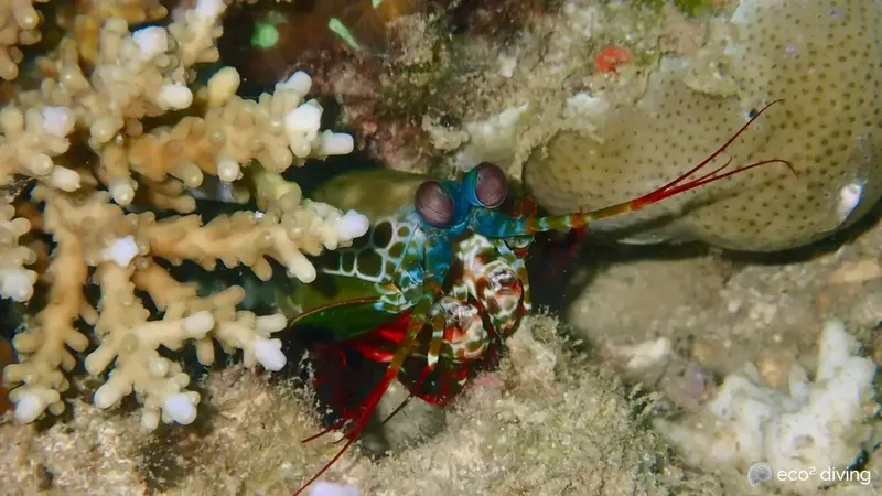 Crevette manteis colorée sur un fond rocheux et corallien
