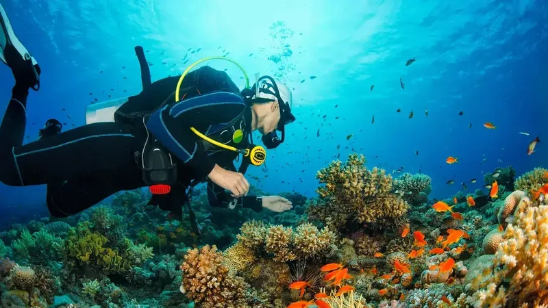 Plongeur observant un récif corallien avec de petits poissons colorés